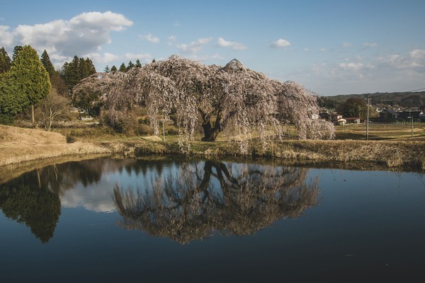 桜08 #1/100