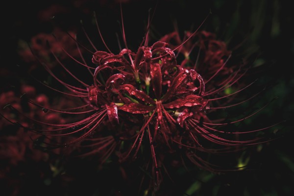 雨毒華