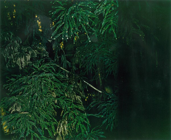 tree005