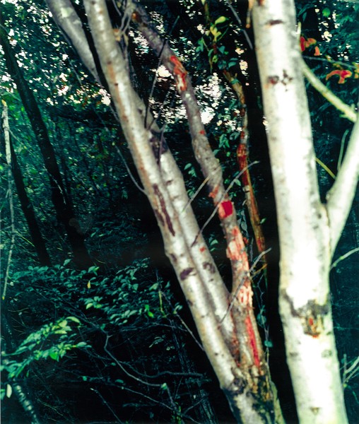 tree001