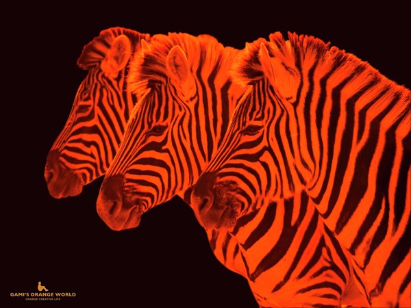 ORANGE ZEBRAS（オレンジのシマウマ達） #73/100 - GAMI'S ORANGE