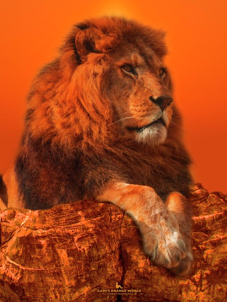 TWILIGHT LION（黄昏るライオン） #1/100 - GAMI'S ORANGE WORLD NFTs