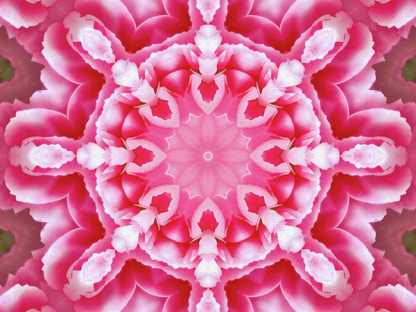 carnation_shikaku_01