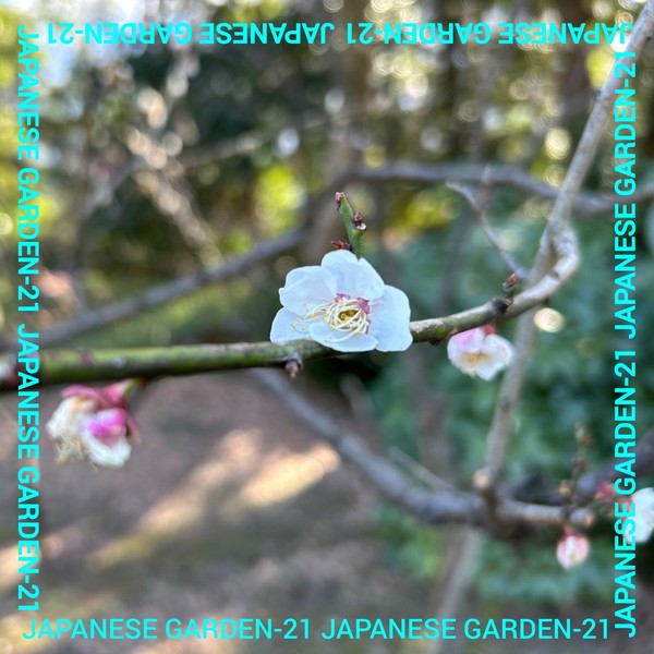 JAPANESE GARDEN-21