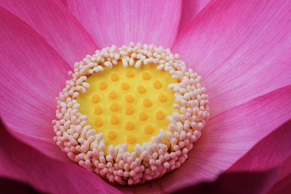 蓮の花