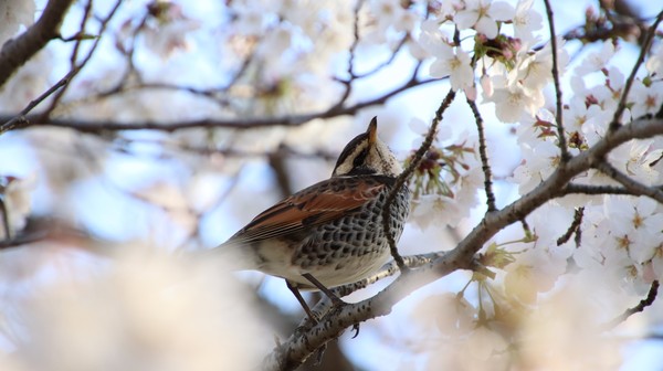 桜を見上げるツグミ　SAKURA & Turdus eunomus  #1/25