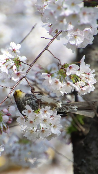 桜とヒヨドリ　ー花粉の贈り物ー #1/10