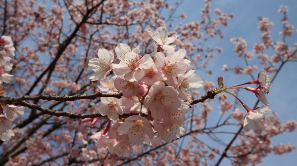 SAKURA 桜香る  #1/100