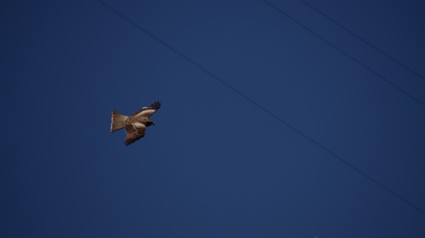 Bird flying in the blue sky! #1/25