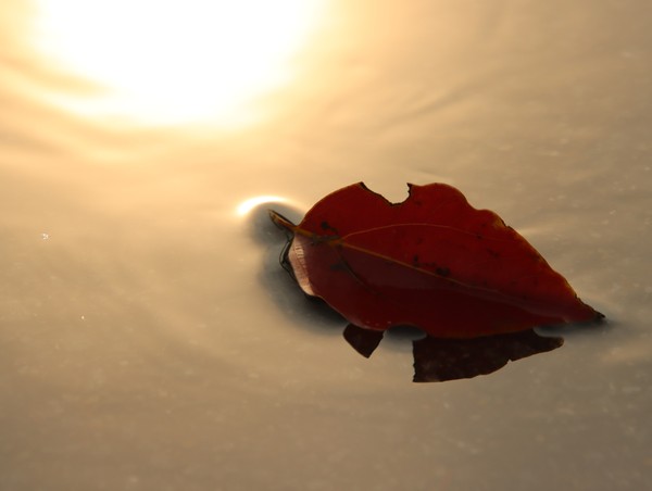A single petal of memory - the gentleness of the water surface - #1/100