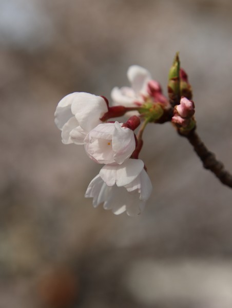 SAKURA まだ・・・　 #1/100