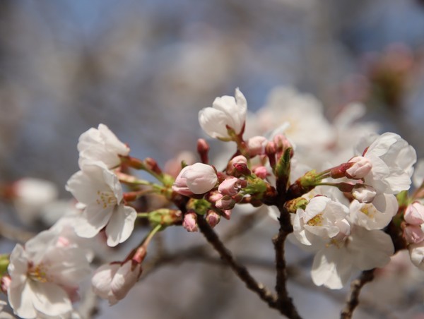 SAKURA まだまだ・・・  #1/100