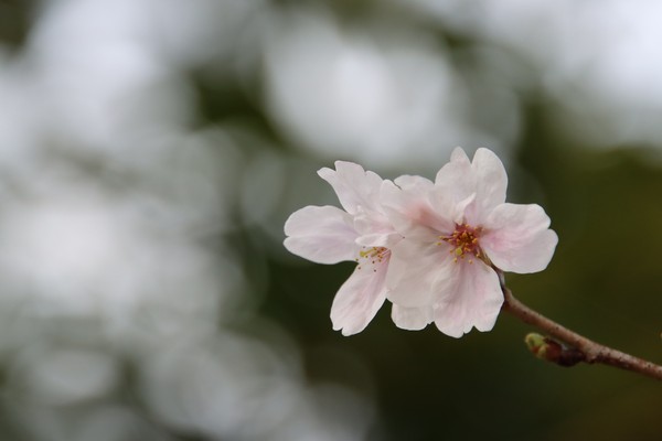 SAKURA ふたりで咲いて #1/100