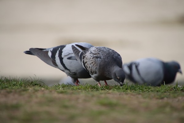 鳩　お食事中です #1/100