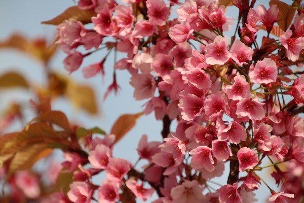 SAKURA 濃く咲く #1/100