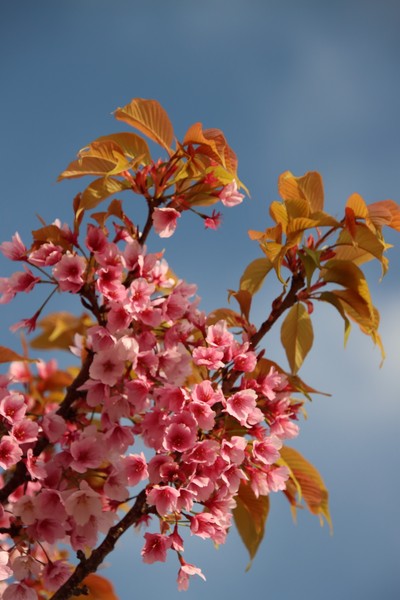 SAKURA 葉桜 #1/100