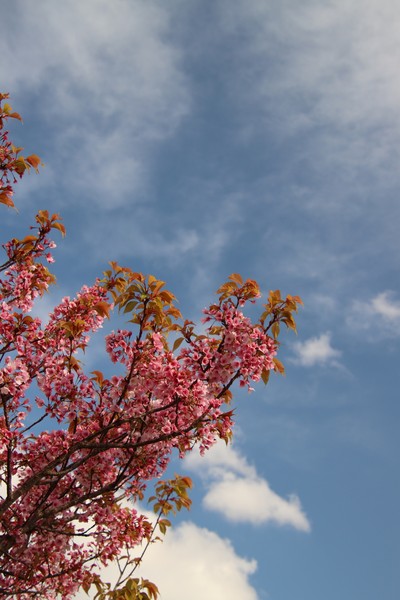 SAKURA 空に向かって #1/100