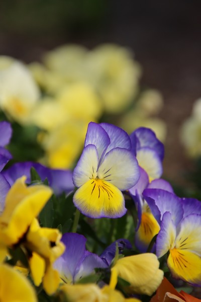 パンジー  Pansies Yellow and Purple　 #1/100