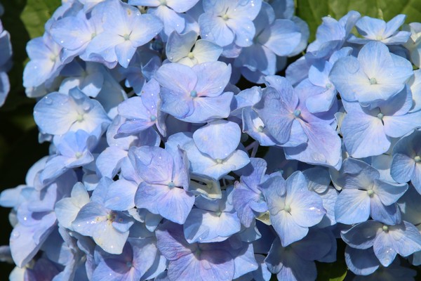  Blue hydrangea  #1/100