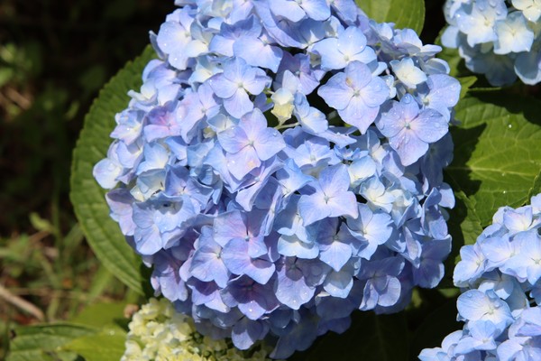 雫を残す紫陽花　 #1/100