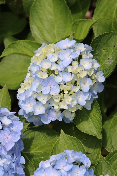 紫陽花　ー雫を纏い、まだ知らぬ青を待つー #1/100