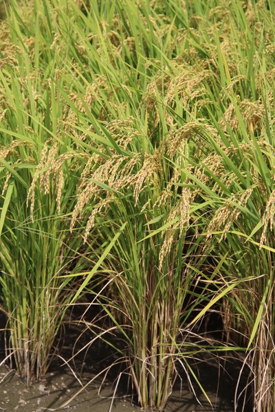 稲　米　稲穂　#001  #1/100