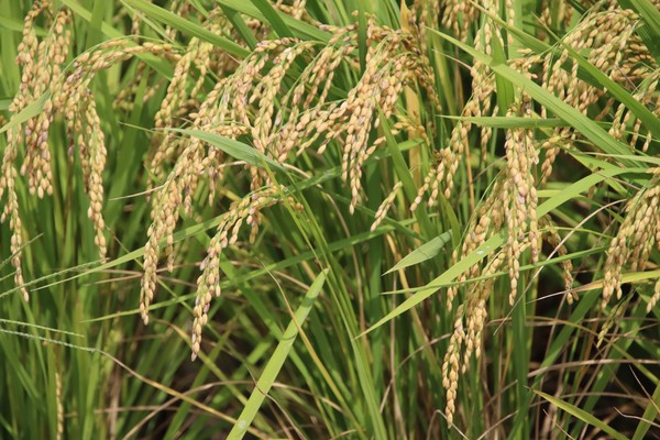 稲　米　稲穂　#002  #1/100