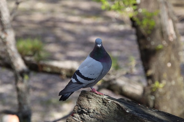 鳩 -Pigeon-  #1/100
