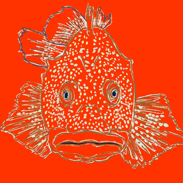 カサゴ