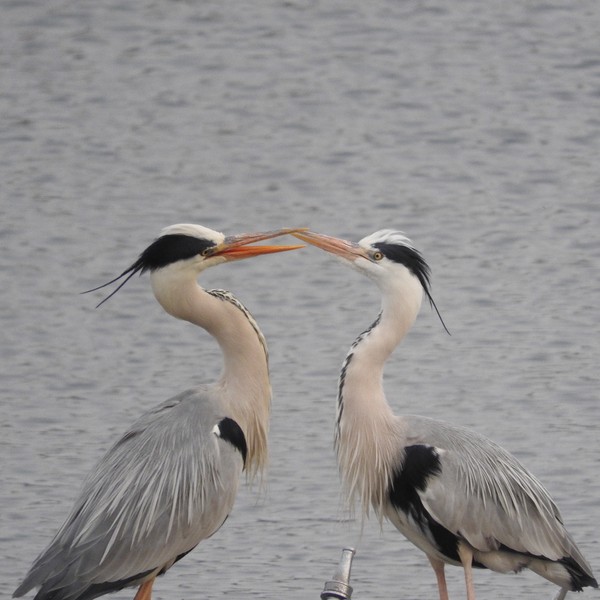 Grey heron "Kiss" アオサギおかえりのツン！ #1/100