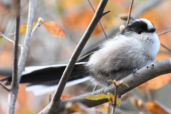 Longtailed tit 振り向いてくれたエナガちゃん #1/100