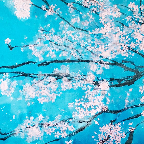 函館桜　Cherry blossoms in Hakodate #2/4