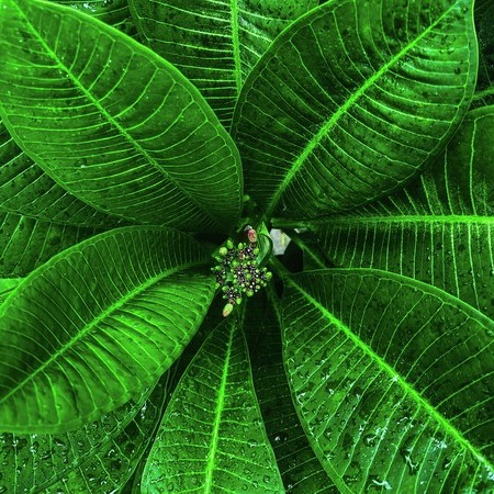 Plumeria buds after rain #1/10