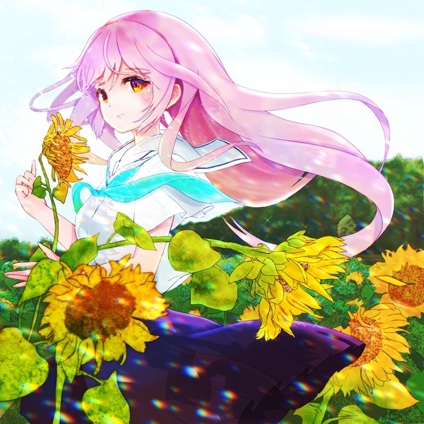 Summer Sunflower field
