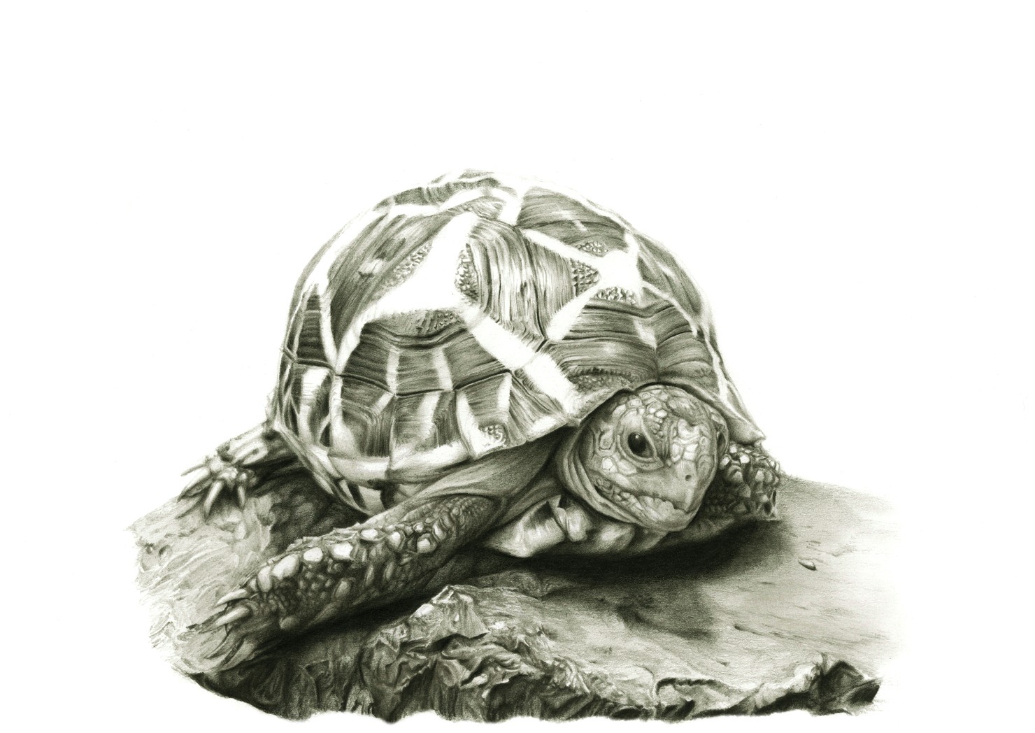 【鉛筆画】インドホシガメ #471/1500