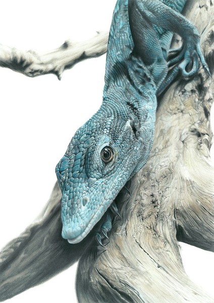 【鉛筆画】コバルトツリーモニター（Varanus macraei) #1/5