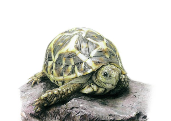 【鉛筆画】インドホシガメ幼体（Geochelone elegans) #2/5