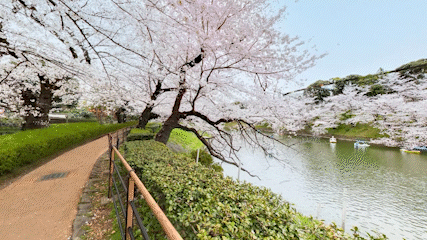 SAKURA #1/10